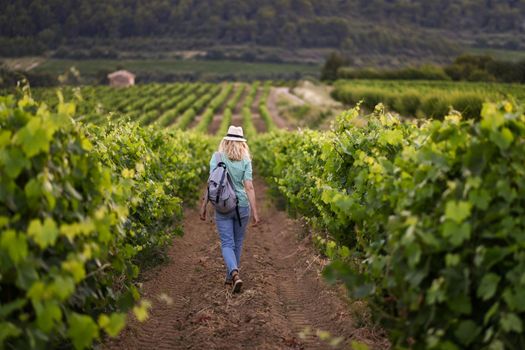 Blonde woman in a hat walks among the grapes on the vineyard at Provence France