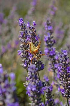 A locust on a lavender flower. Provence.