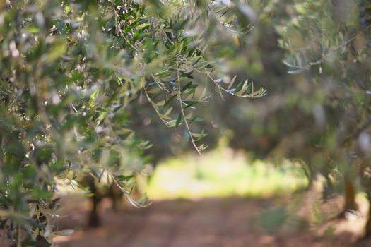Alley of olive trees in Provence