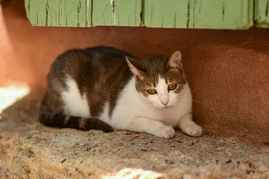 The cat lies near the old door in Provence