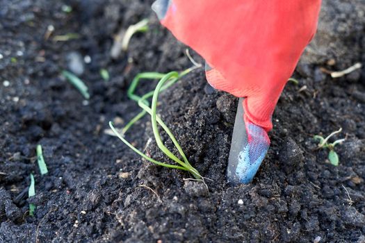 Close up top view of a person planting a cutting on the land