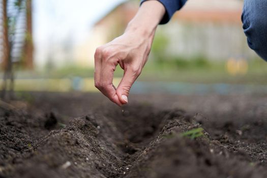 Focus on the hand of a woman spreading seeds on the soil