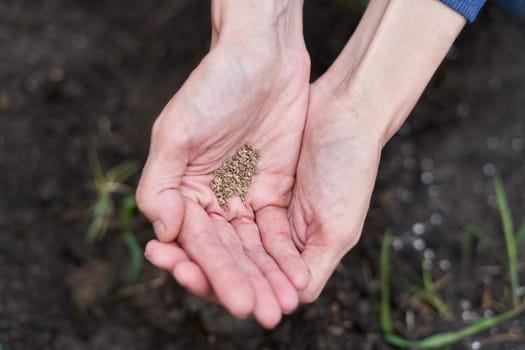 Top view of hands with a raw of seeds for planting in a vegetable garden