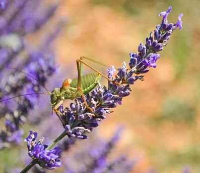 A locust on a lavender flower