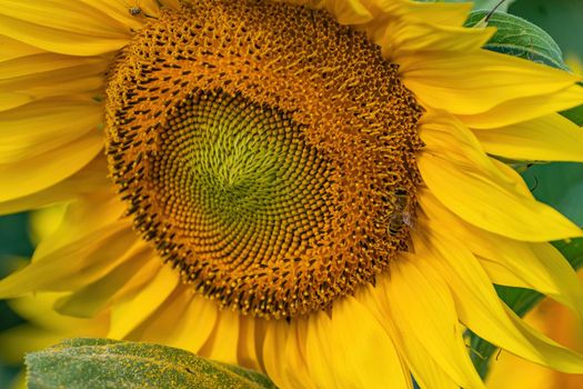 Texture, background for further work. Detail of a sunflower flower with a bee