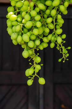 The fruit of a wine grape against the background of the door to the wine cellar Texture, background for further work.