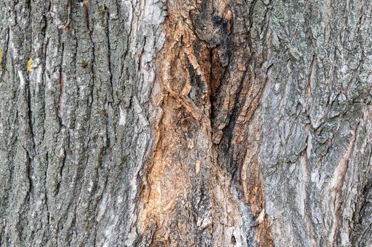 Branching of large branches of an old tree Texture, background for further work.