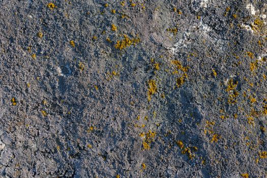 Lichen on quartzite sandstone surface. A pioneer lichen in Bare Rock Succession that helps break down rock and sets the stage for mosses and other plants to follow succession.