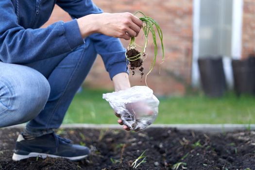 Cropped photo of a person planting cuttings in a vegetable home garden