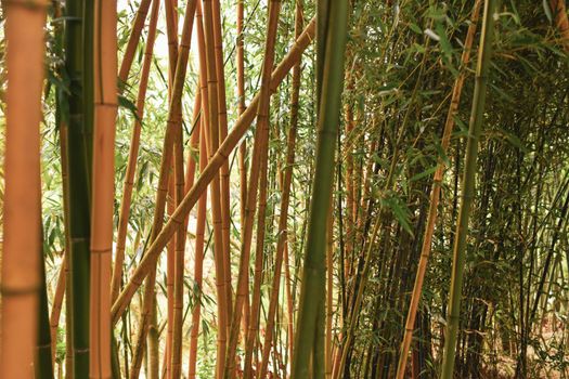 Bamboo branches in the rainforest