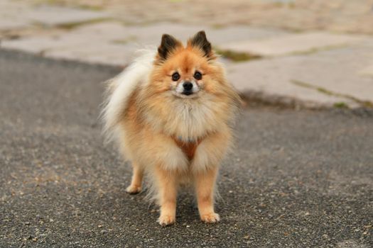 Pomeranian portrait dog orange fluffy dog