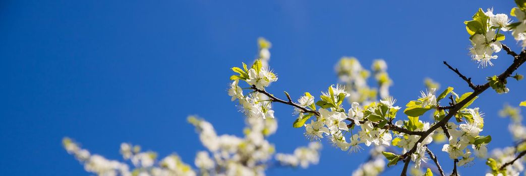 Apple tree floral. Bright summer background. Spring white fruit flower. Spring texture. Creative trend composition.