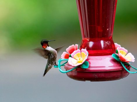 Male ruby-throated hummingbird landing on a nectar feeder.