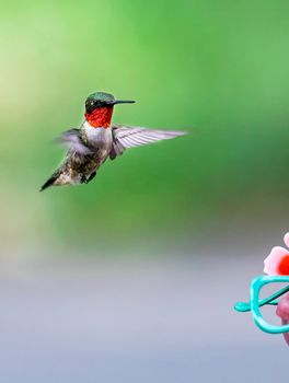 Male ruby-throated hummingbird approaches a nectar feeder.