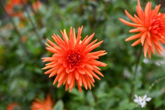 Orange aster on a green background macro