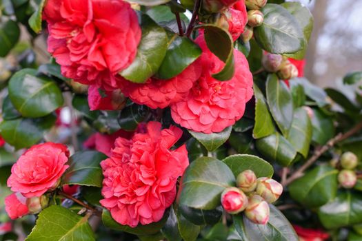 Pink blooming camellia flowers and buds
