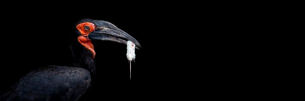 Southern ground hornbill isolated on black background. The hornbill eats the mouse