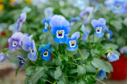 Blue flowers pansies grown in a greenhouse closeup