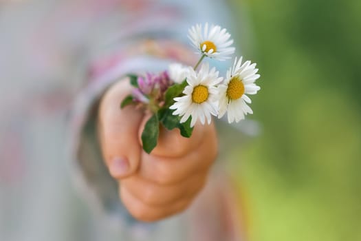 Girl holding a bouquet of daisies in her hand