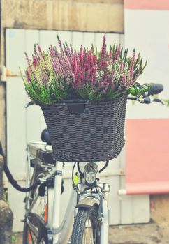 Calluna flowers in a bicycle basket on the street Toned