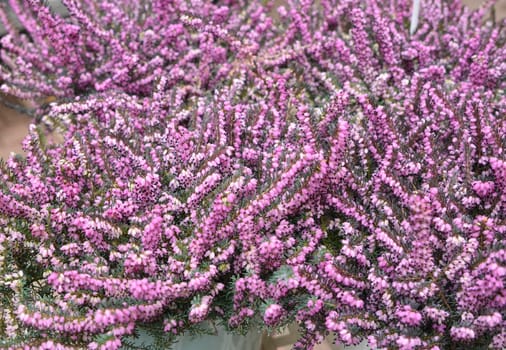 Calluna plant with pink flowers Store Market.