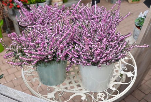 Flowers of pink Calluna vulgaris in ceramic pot