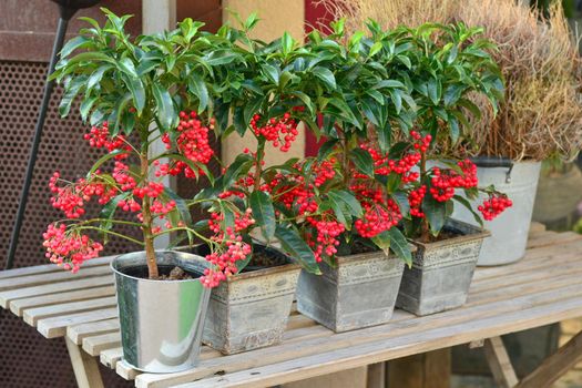 Red berry tree PYARACANTHA PLANT for planting in the garden