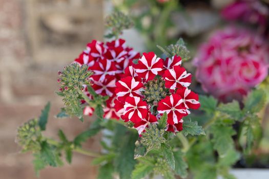 Blooming red geranium with white stripes