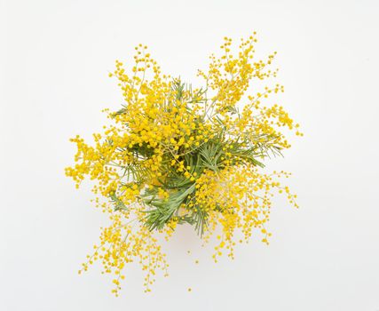 mimosa flower on a white background spring concept