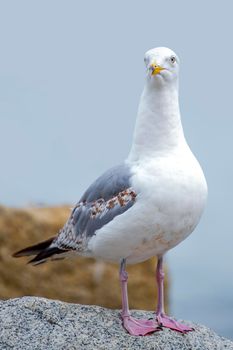 The seagull is standing on a stone. European Herring Gull, Larus argentatus. Close-up of a seagull standing on a rock near the water.