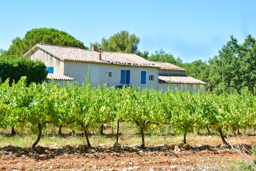 Vineyards and a typical provencal house in Provence, France