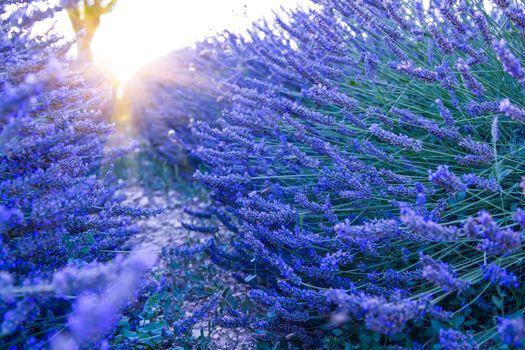 Lavender field at sunset, Valensole Plateau Provence France