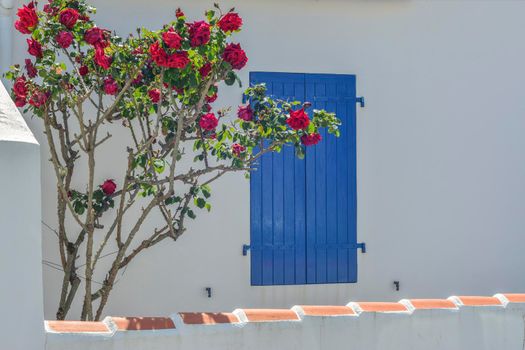 Window with blue shutters, roses flowers in front of window.