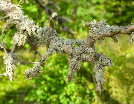 Moss growing on a tree in a forest, Provence,France