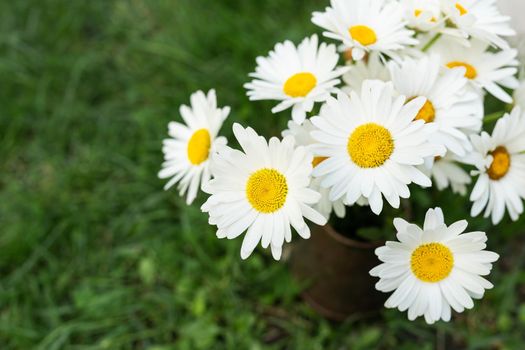 A bouquet of daisies stands in a vase on the grass. Chamomile blooms on a summer day. Chamomile flowers in a bouquet, place for an inscription