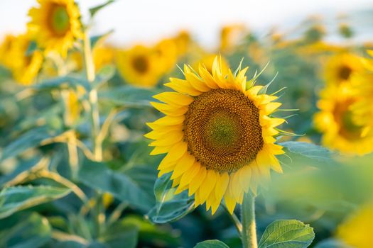 A beautiful field of sunflowers against the sky in the evening light of a summer sunset. Sunbeams through the flower field. Natural background. Copy space