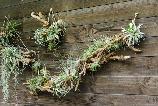Tillandsia air plants on a wooden background