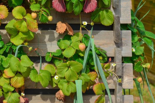Strawberries hanging in raised bed