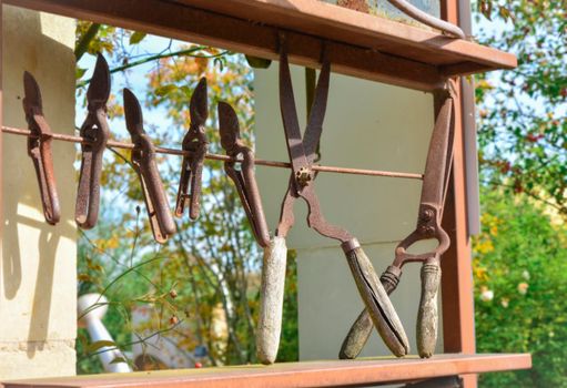 Old vintage iron scissors for horticulture flower, tree, garden