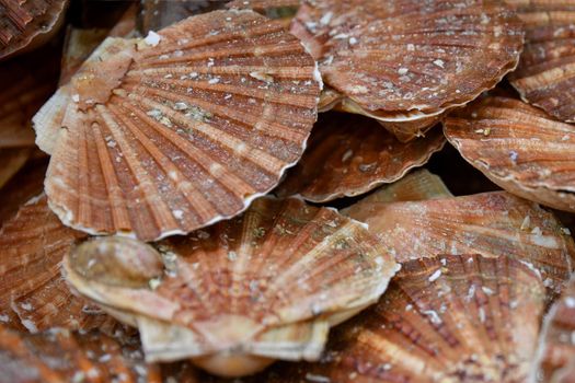 Fresh french scallops on a seafood market at Dieppe France