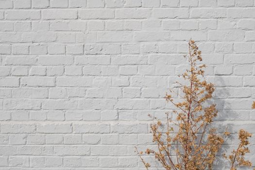 Background of gray old brick wall and gold dry plants