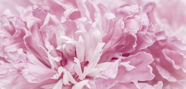 Soft focus, abstract floral background, pink peony flower petals. Macro flowers backdrop for holiday brand design