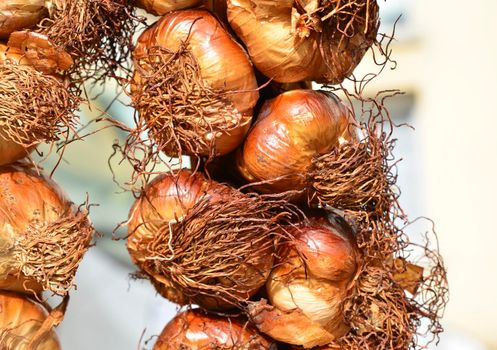 Baked garlic with golden crust hanging on the market