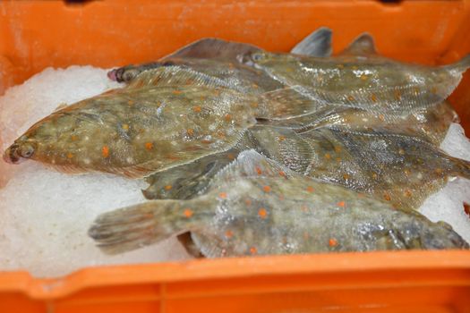 Flounder with orange spots with ice in containers in the market