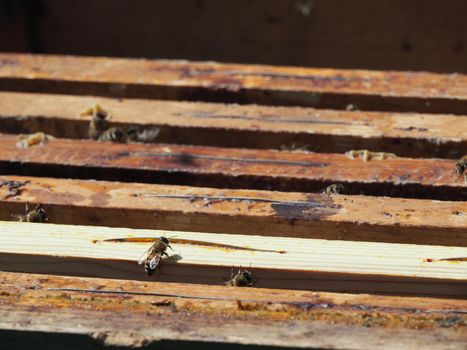 Beekeeper working with bees and beehives on the apiary. Beekeeping concept. Beekeeper harvesting honey Beekeeper on apiary.