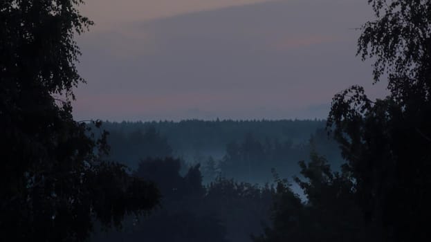 The forest in the valley in the morning is very foggy, the atmosphere looks scary. Dark tone and vintage image.