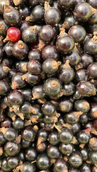 Juicy berries of black currant, background, Water droplets on black currant