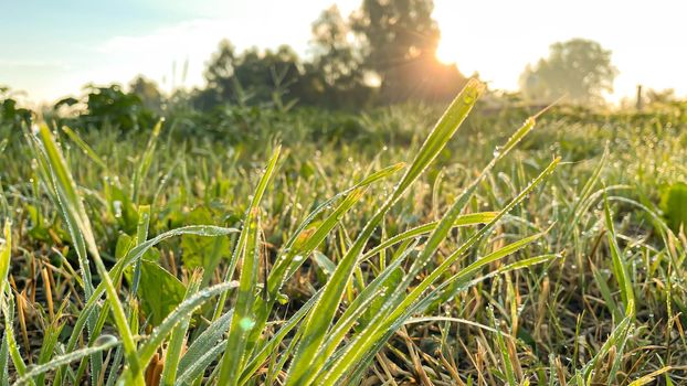 Fresh green grass with dew drops close up. Light morning dew on the green grass.