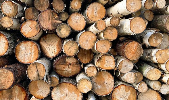 birch logs. a lot of wood, felled trees, lots of logs lying on the ground on the nature of the sawmill. Sectional view.