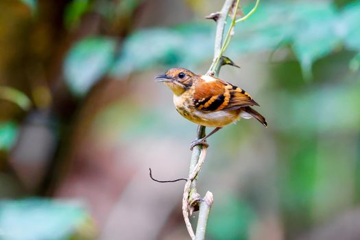 Spotted Antbird perched on a tree branch watching an ant swarm in Panama